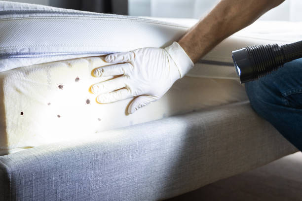 Best Insect Control  in Sioux Center, IA